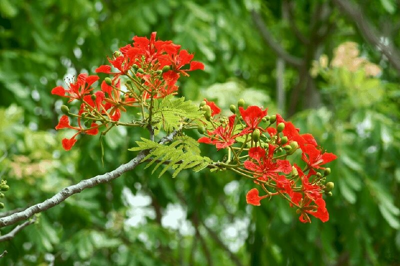 Hình ảnh hoa phượng đỏ đẹp xao động lòng người