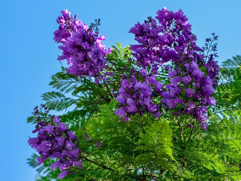 Hình ảnh hoa phượng tím báo hiệu mùa hè đang đến gần 