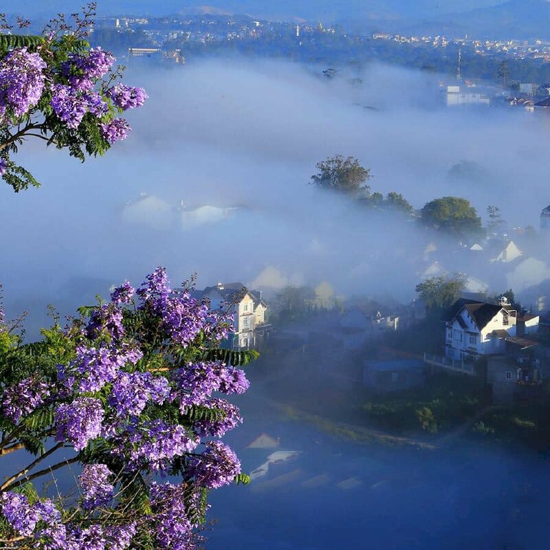 Hình ảnh hoa phượng tím Đà Lạt nở rộ khoe sắc từ tháng 3 đến cuối tháng 4