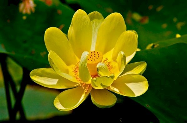 Hãy xem hình ảnh về Hoa Sen Vàng, loài hoa tỏa ra sự tinh tế và sang trọng. Với màu vàng rực rỡ và họa tiết độc đáo, hoa sen vàng là một trong những biểu tượng quan trọng của nền văn hóa Việt Nam. Chắc chắn bạn sẽ thích thú khi ngắm nhìn những bức ảnh tuyệt đẹp về loài hoa đặc biệt này.