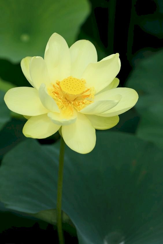 Hoa sen vàng: Các loài hoa này rực rỡ và đầy sức sống với sắc vàng tươi sáng. Chúng được tin là biểu tượng của sự tinh khiết và sự tiến bộ về tâm linh. Hãy xem bức ảnh để chiêm ngưỡng vẻ đẹp tự nhiên của hoa sen vàng.