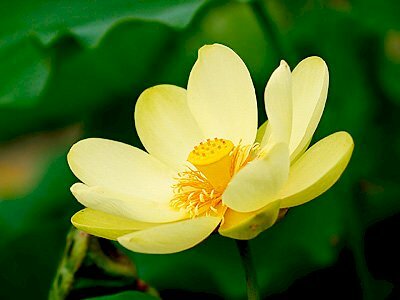 Hình ảnh hoa sen vàng loài hoa biểu tượng cho sự may mắn, bình an