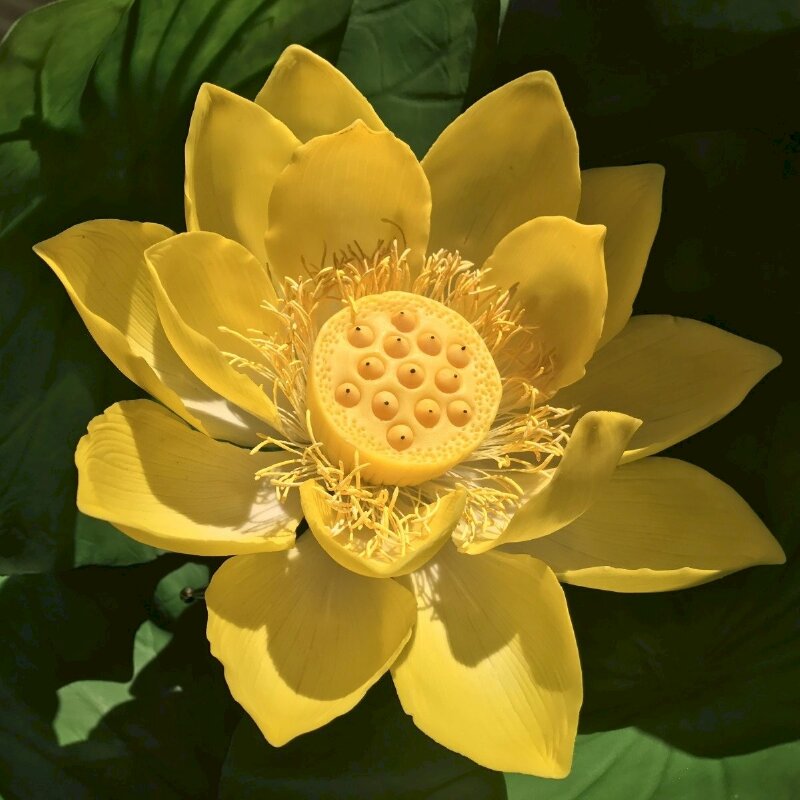 Với hình ảnh hoa sen vàng, bạn sẽ được đắm chìm trong vẻ đẹp của cánh hoa lung linh và màu vàng rực rỡ. Hãy xem và tận hưởng cảm giác thăng hoa của màu sắc này. 