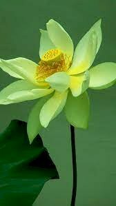 Hình ảnh hoa sen vàng thu hút vượng khí, tăng cường các vận tốt