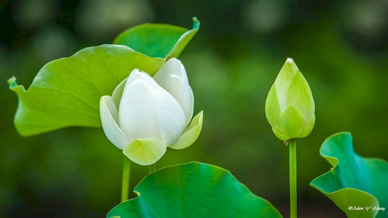 Hoa sen xanh - Hãy chiêm ngưỡng vẻ đẹp hoàn hảo của hoa sen xanh, với những cánh hoa tinh tế nhưng đầy màu sắc và sức sống. Hoa sen xanh mang đến cho chúng ta cảm giác thanh tịnh và sống động, thôi thúc ta muốn khám phá thêm về sức mạnh của thiên nhiên. Hãy để hoa sen xanh làm cho tâm trí bạn cảm thấy yên tĩnh và hòa quyện với thiên nhiên.