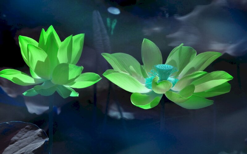 Hình ảnh hoa sen xanh: Đây là một trong những bức ảnh hoa sen xanh đẹp nhất và ấn tượng nhất từ trước đến nay. Mỗi chi tiết về nó được thể hiện cực kỳ sắc nét và chân thật, với màu sắc và ánh sáng tuyệt vời. Điều này sẽ khiến bạn phải ngỡ ngàng và bồi hồi trước một tác phẩm nghệ thuật thực sự.