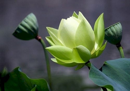 Hoa sen xanh đẹp là một trong những biểu tượng đặc trưng của văn hoá Việt Nam. Hoa sen với màu xanh thường được mô tả là sự cao quý, tinh khiết và thanh tao. Hãy đến và chiêm ngưỡng vẻ đẹp của hoa sen xanh đầy sức sống và đầy ý nghĩa trong văn hoá Việt Nam.