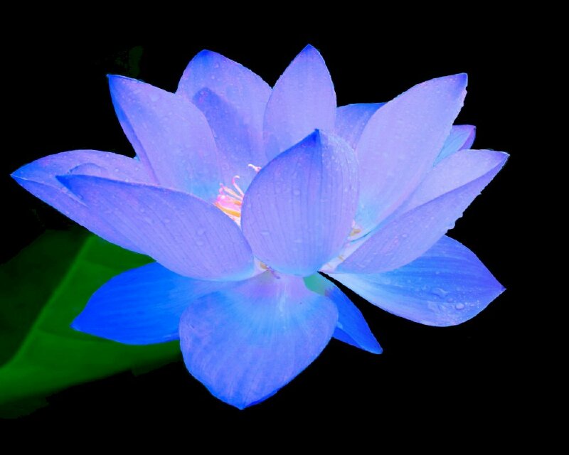 Hình nền, hoa sen xanh: Hoa sen xanh tượng trưng cho sự thanh tịnh và tinh khiết. Hãy để hình nền này truyền tải những giá trị về sự yên bình đến cho bạn và làm cho màn hình điện thoại hay máy tính của bạn thêm phần đẹp mắt.