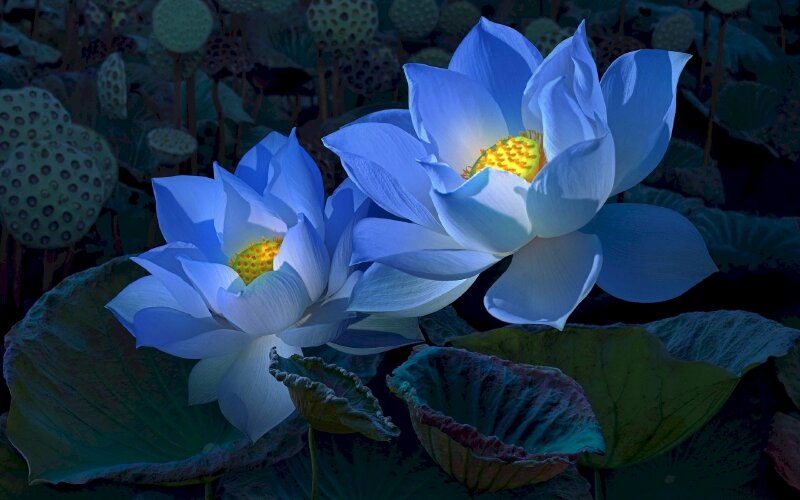 Màu xanh tươi sáng và hình dáng độc đáo là những đặc điểm nổi bật của hoa sen xanh. Hãy đắm mình trong ảnh hoa sen xanh đáng yêu này và khám phá vẻ đẹp của loài hoa quý giá này.
