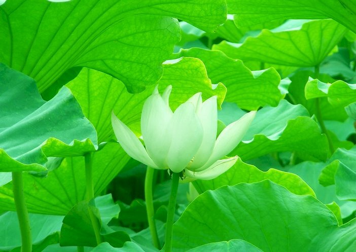 Hoa sen xanh không chỉ là một loài hoa tuyệt đẹp, mà còn được coi là biểu tượng của sự tắm rửa tâm hồn. Hình nền hoa sen xanh sẽ thắp sáng những giây phút ngày mới với niềm tin và hy vọng cho bạn.