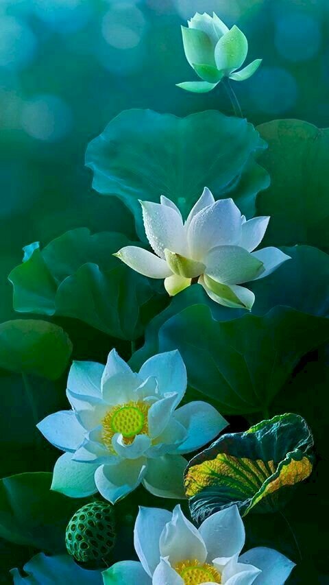 Hoa sen xanh rực rỡ như bức tranh hoạ miền Đông, đẹp tuyệt vời! Hãy đến và thưởng thức những hình ảnh tuyệt đẹp về loài hoa sen này và nạp lại năng lượng tràn đầy vào ngày mới của bạn.