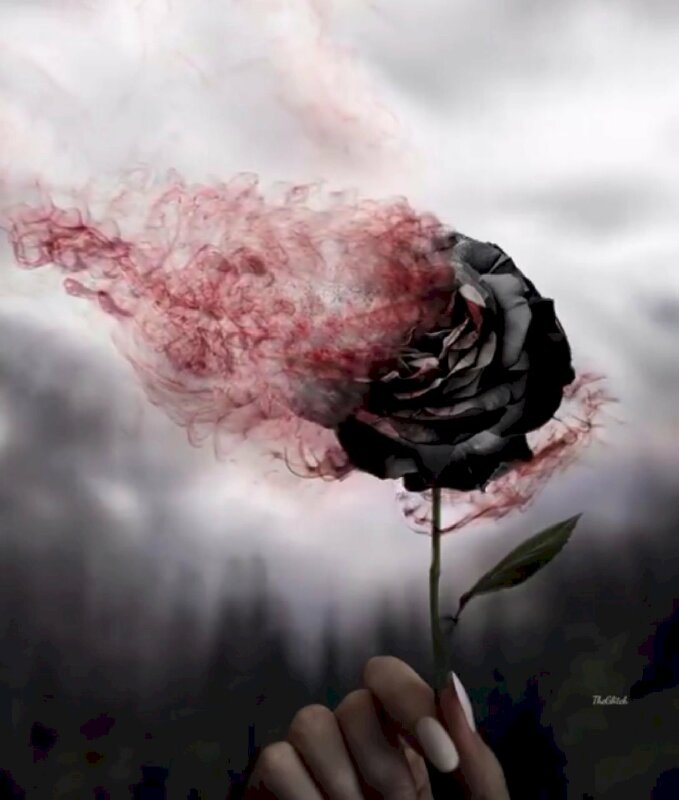 Hoa hồng buồn – một biểu tượng của tình yêu buồn, từng đóng vai trò quan trọng trong nhiều tình huống khó khăn. Chúng tôi thật sự muốn mời bạn tới đây để cùng chiêm ngưỡng những bông hoa hồng đầy cảm xúc và chia sẻ những tâm tư thanh thản.