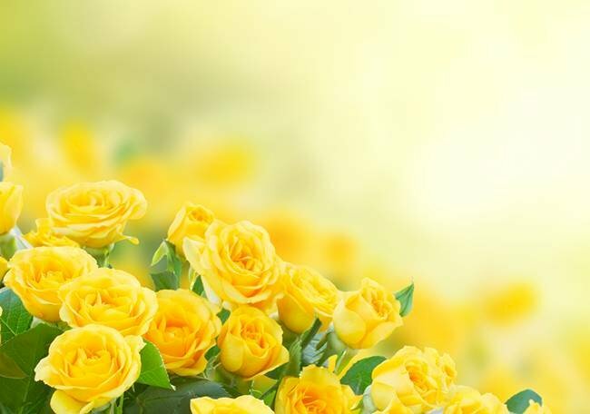 Hình ảnh hoa hồng vàng là cách tuyệt vời để truyền tải sức mạnh và thông điệp của những bông hoa đặc biệt này. Những hình ảnh này sẽ đem lại cho bạn cảm giác nhuần nhuyễn và tràn đầy sức sống. Hãy xem những hình ảnh này để cảm nhận được sự đẹp đẽ của các loại hoa hồng vàng.