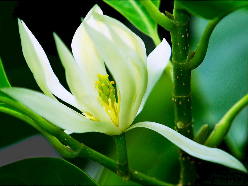 Ảnh  hoa ngọc lan trắng tinh khiết