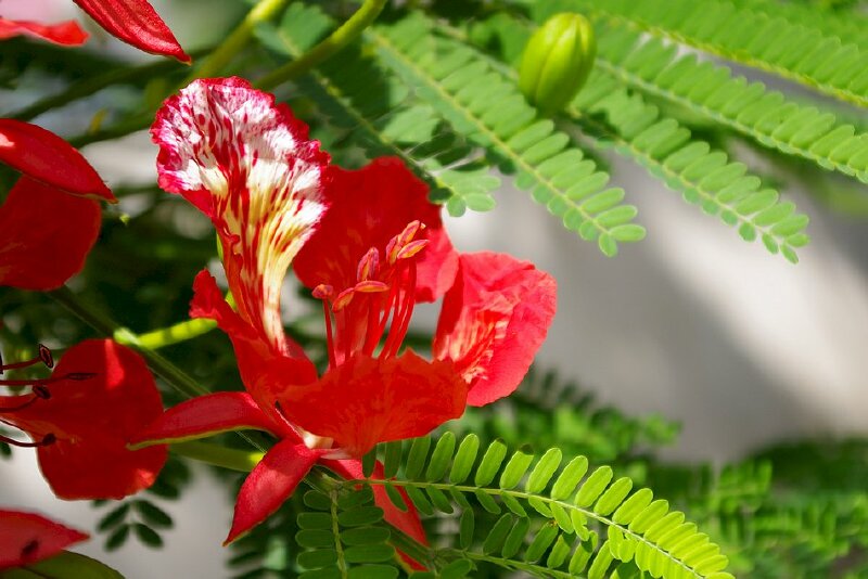 Hoa phượng không đẹp kiêu sa nhưng mang màu đỏ của sự nhiệt huyết