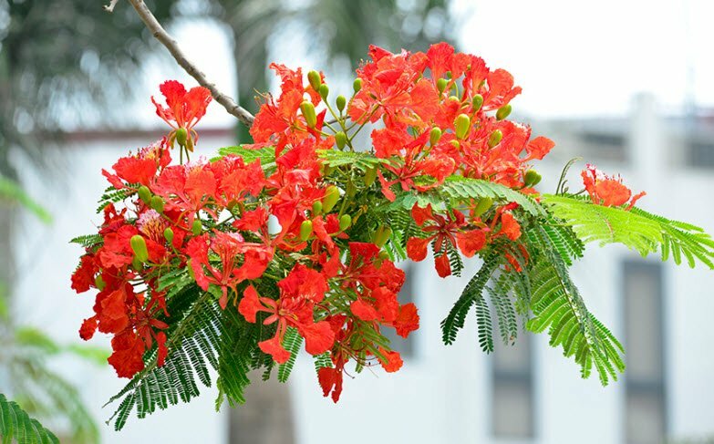 Chùm hoa phượng đỏ mang màu sắc của sự thành công