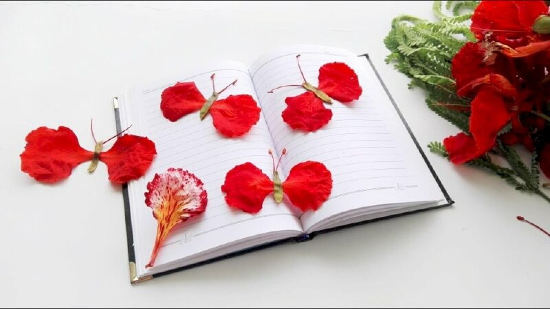 Hoa phượng đỏ làm thành cánh bướm ép trang lưu bút