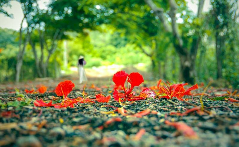 Hoa phượng đỏ giữ nỗi nhớ trong tim