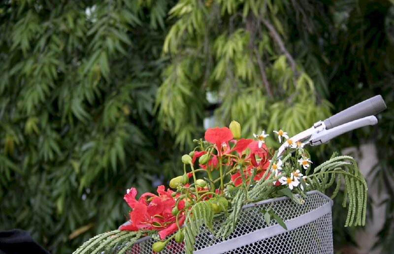 Những chiếc giỏ xe chở đầy hoa phượng, em chở mùa hè của tôi đi đâu