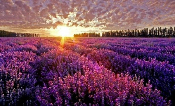 Ảnh cô gái ngồi giữa vườn hoa thạch thảo tím