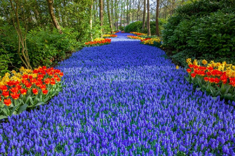 Hoa tulip xanh: Dịu dàng và thanh lịch, những bông hoa tulip xanh đang chờ bạn khám phá. Màu xanh sẽ giúp bạn tinh thần sảng khoái và thư giãn. Đồng thời, cũng mang đến cho bạn sự tươi mới và hy vọng trong cuộc sống.