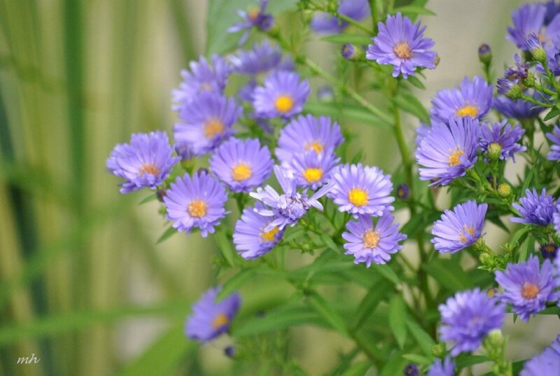 Ảnh hoa thạch thảo tím mộng mơ