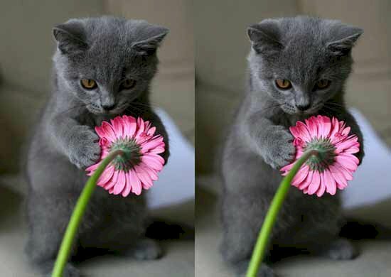 Ảnh mèo tặng hoa