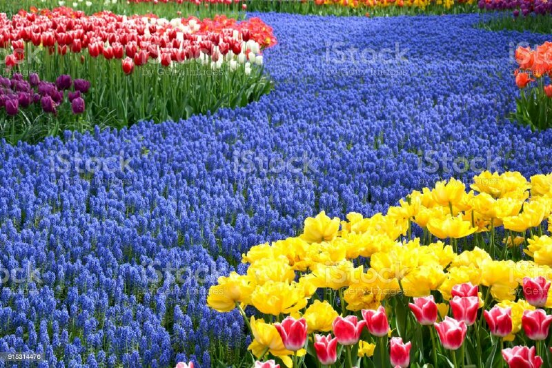 Ảnh con đường hoa tulip xanh