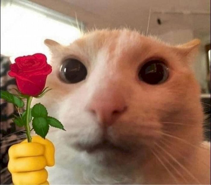 Top 101 ảnh mèo cầm hoa đẹp nhất dùng làm avatar hình nền điện thoại máy  tính