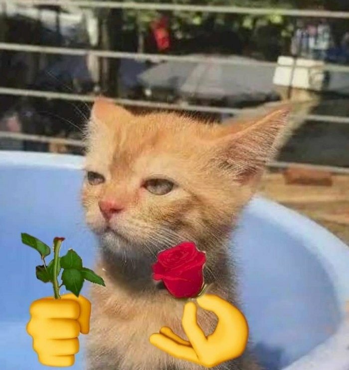 Bạn đang muốn tìm kiếm một hình nền độc đáo và khác lạ? Hãy thử sự kết hợp giữa chú mèo xinh đẹp và bông hoa hồng, sẽ là một bức ảnh tuyệt vời để trang trí cho chiếc điện thoại hay máy tính cá nhân của bạn.