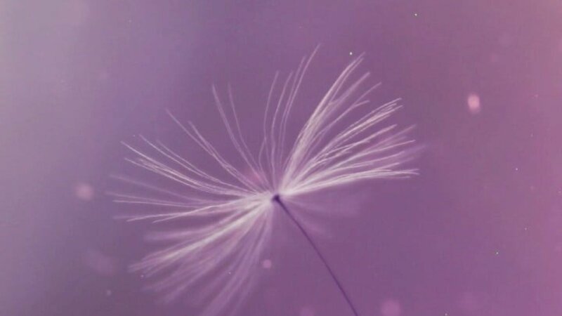  Ảnh hoa bồ công anh tím đang bay trong gió nhẹ nhàng