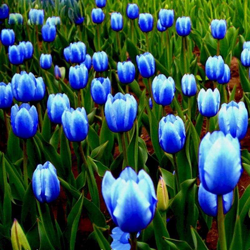 Top 101 Hình Ảnh Hoa Tulip Xanh Đẹp Nhất