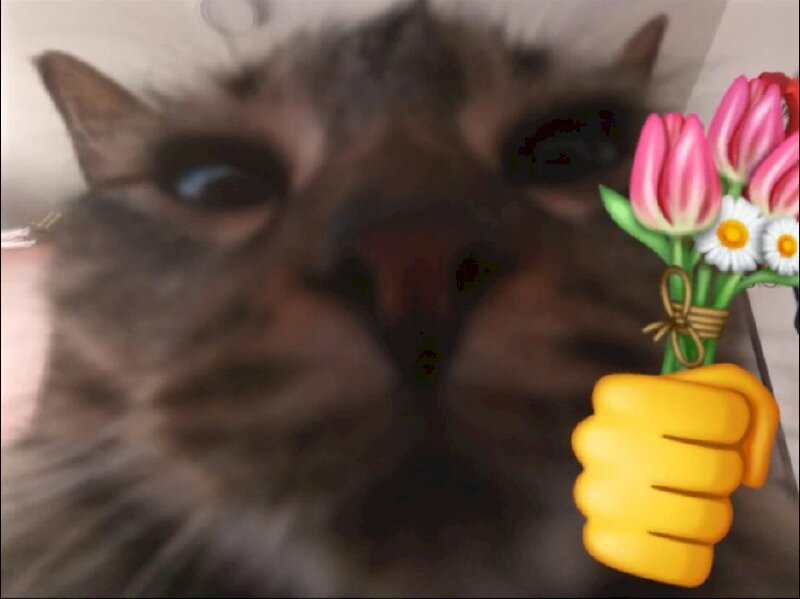 Nếu bạn là một người yêu thích hoa và mèo, thì bức ảnh này sẽ khiến bạn mê mẩn. Với hình ảnh mèo cầm hoa xinh đẹp, chắc chắn bạn sẽ không thể rời mắt khỏi bức ảnh này. Hãy đến và chiêm ngưỡng bức ảnh đầy màu sắc này nhé!