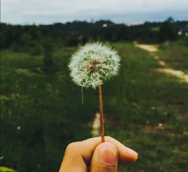 Ảnh tay cầm hoa bồ công anh buồn chất