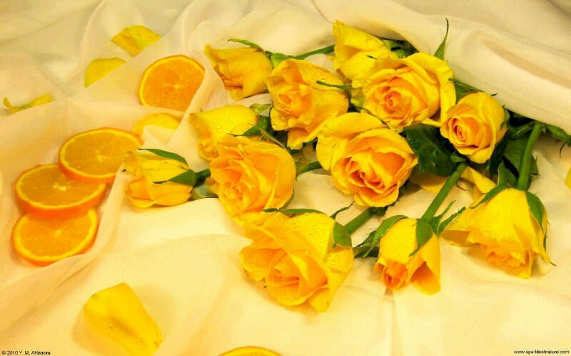Hình nền  Hoa màu vàng Gần Vĩ mô màu vàng trái cam Cánh hoa bông hồng  Đào 1280x853 px Hình nền máy tính Đóng lên Chụp macro Nhiếp ảnh cuộc  sống