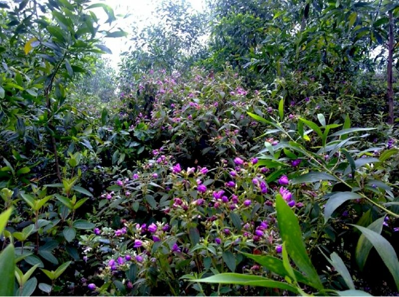 Ảnh hoa sim rừng tím mọc thành cụm trong rừng