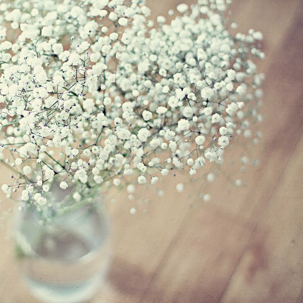 Ảnh hoa baby trắng vớ vẻ đẹp nhẹ nhàng