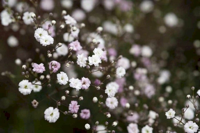 Ảnh hoa baby trắng với vẻ đẹp tựa bông tuyết