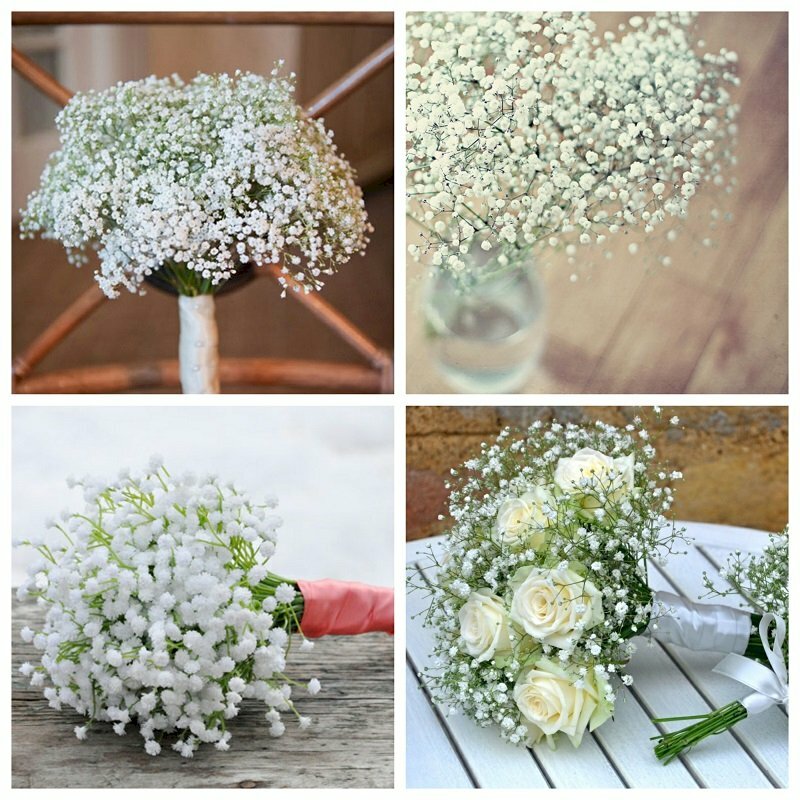 Ảnh hoa baby trắng đẹp nhẹ nhàng