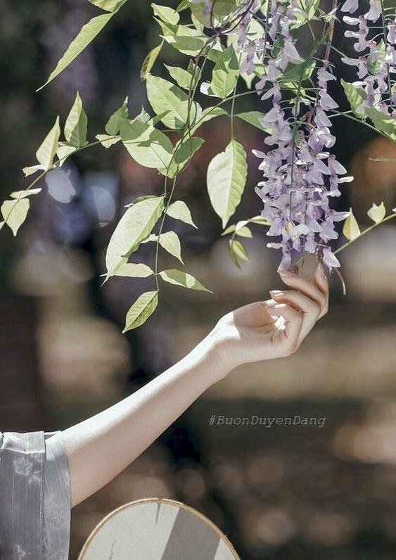Ảnh tay cầm hoa dại buồn bên vườn