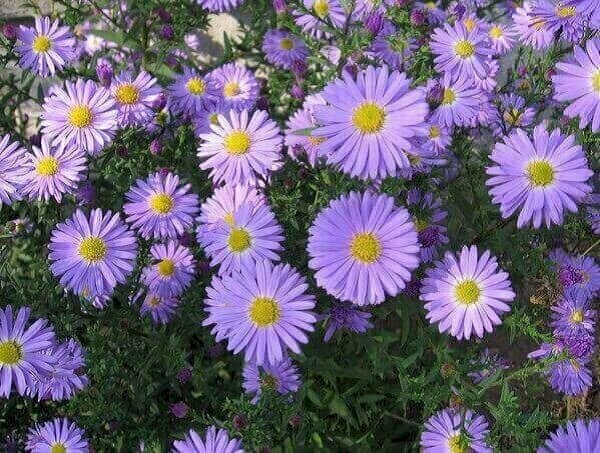 Ảnh hoa thạch thảo tím chung thủy