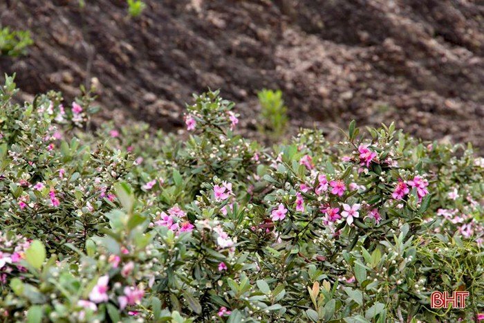 Top 101 hoa sim tím: Bạn có muốn biết đâu là top 101 loài hoa sim tím đẹp nhất? Hãy tham gia để khám phá thế giới đầy màu sắc của loài hoa tuyệt vời này, và cùng chiêm ngưỡng những bức ảnh đẹp nhất về hoa sim tím.