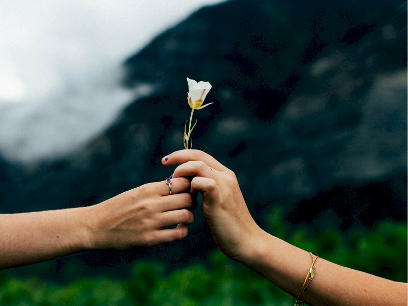 Ảnh tay cầm hoa dại buồn mất tin tưởng