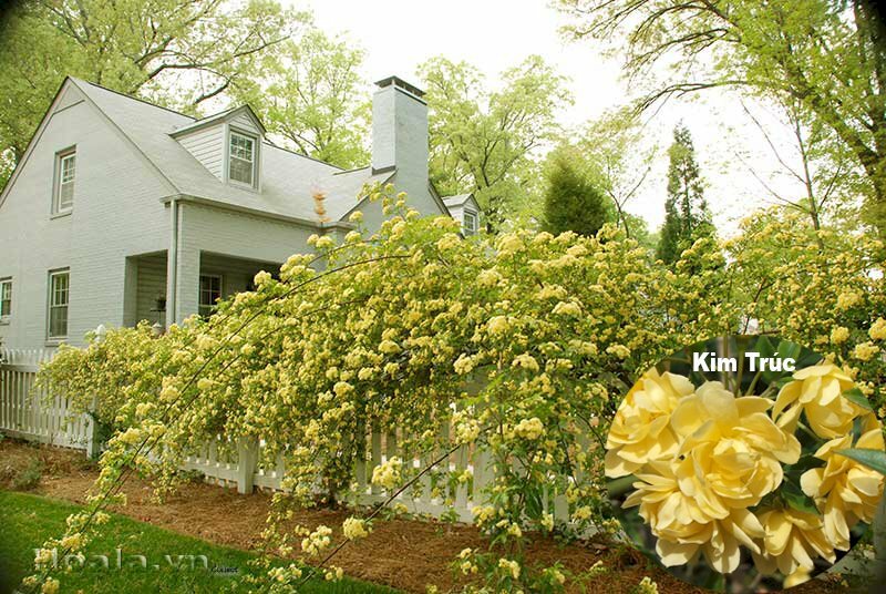 Ảnh vườn hoa hồng vàng rực rỡ trên hàng rào