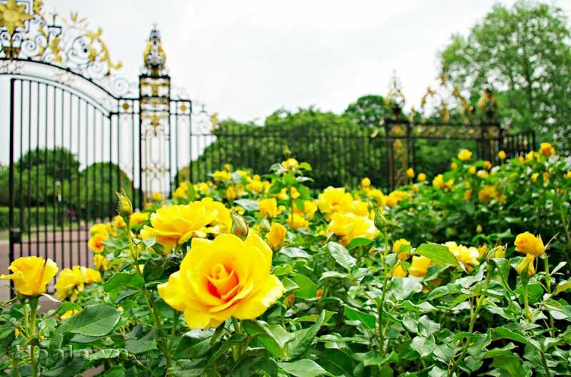 Ảnh vườn hoa hồng vàng rực rỡ trên hàng rào
