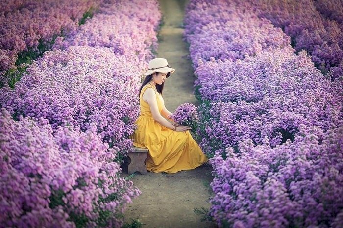 Ảnh cô gái ngồi giữa vườn hoa thạch thảo tím