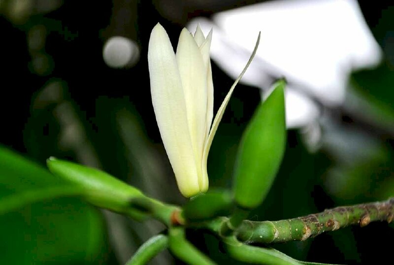 Ảnh nụ hoa ngọc lan chớm nở