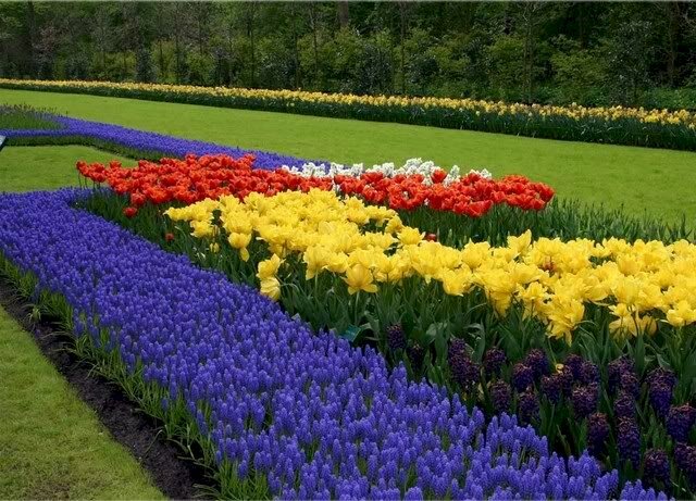 Ảnh cánh đồng hoa tulip xanh