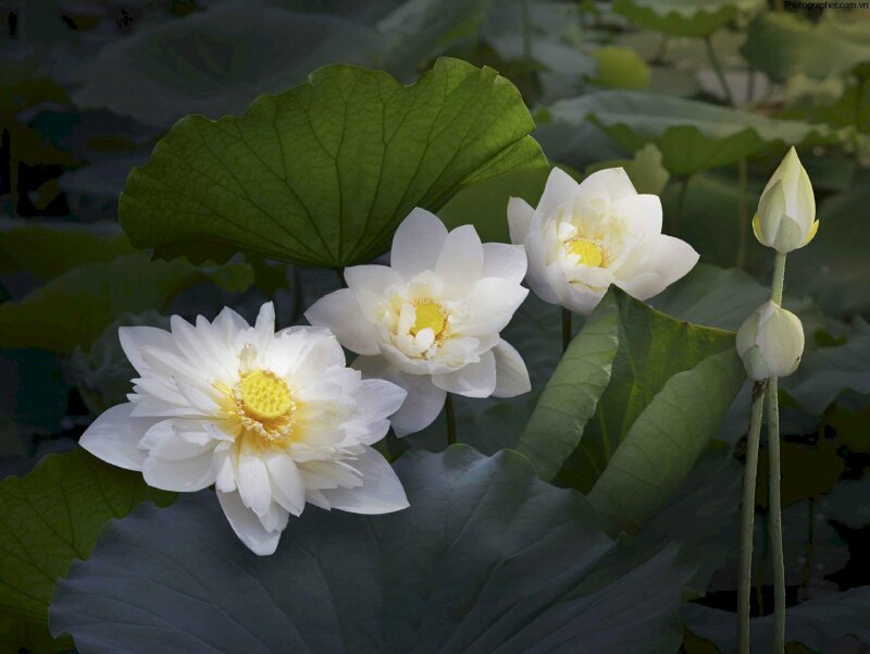 Hoa sen trắng: Những cánh hoa sen trắng rực rỡ như một tràng pháo tay đang chào đón bạn tới công viên. Hãy dừng chân lại và chiêm ngưỡng vẻ đẹp tuyệt vời của hoa sen trắng, vẻ đẹp tinh khiết và thanh lịch sẽ khiến bạn cảm thấy bình yên và thư thái.