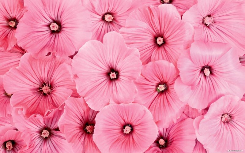 Bộ ảnh bìa facebook hoa hồng đẹp lung linh sắc màu  Rose seeds Flowers  Rose